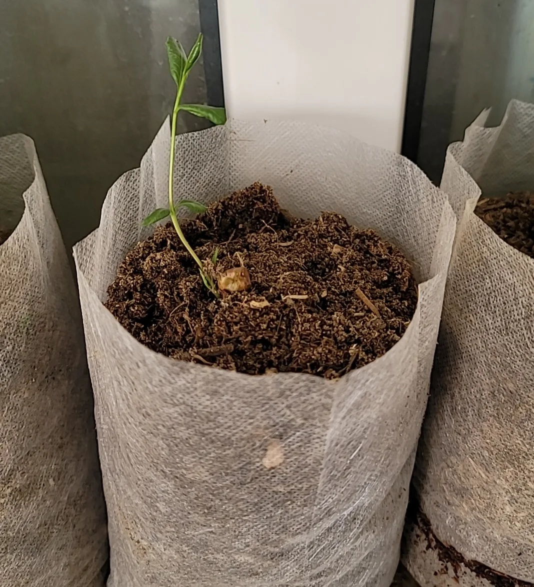 Pista pistachio 1-month-old small tree