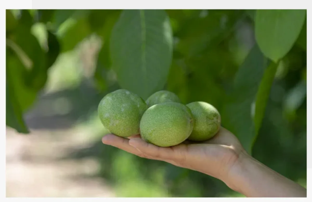 Type 185 Xingfu Thin-Shell Walnuts (Export Grade) — 2026 New Crop, Kashgar Xinjiang 5