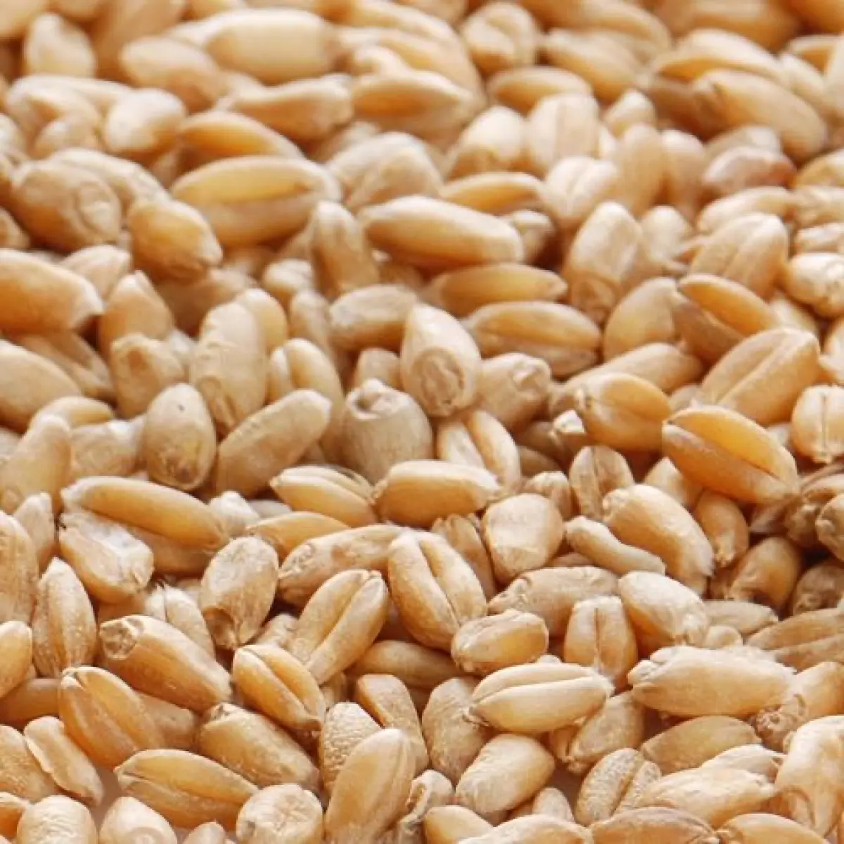 Xinjiang Pishan Winter Wheat — Grade 1 (GB1351 First Class), Glacier Meltwater Irrigated, for Feed & Flour Milling 8