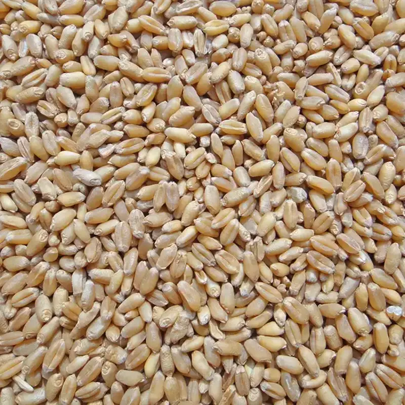 Lúa mì vụ đông Tân Cương Pishan — Loại 1 (GB1351 hạng nhất), tưới bằng nước băng tan, dùng cho thức ăn chăn nuôi và xay bột mì 5
