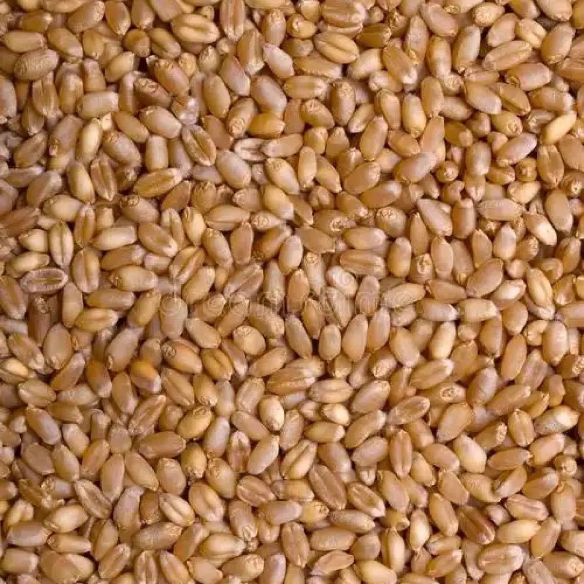 Xinjiang Pishan Winter Wheat — Grade 1 (GB1351 First Class), Glacier Meltwater Irrigated, for Feed & Flour Milling 6