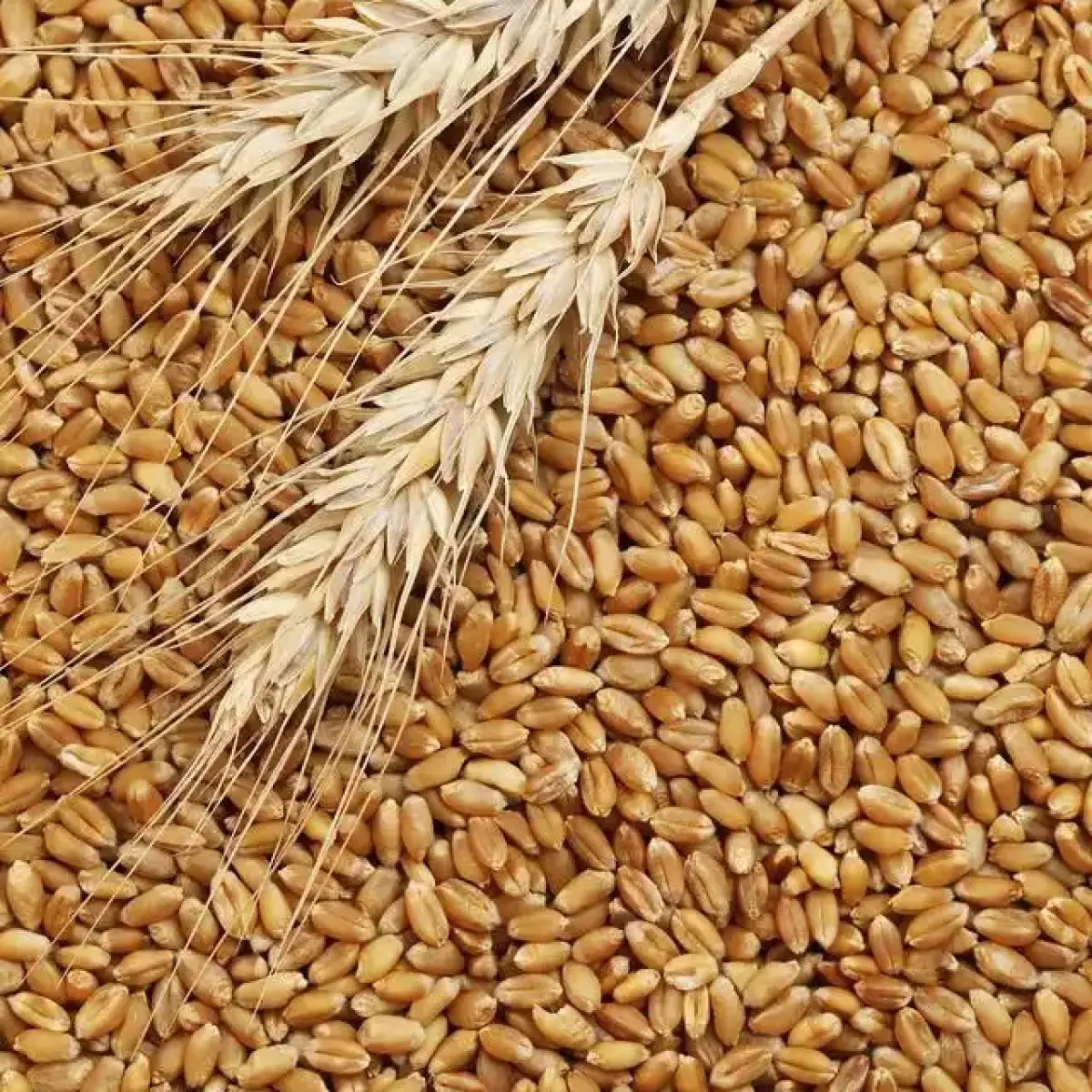 Xinjiang Pishan Winter Wheat — Grade 1 (GB1351 First Class), Glacier Meltwater Irrigated, for Feed & Flour Milling 3