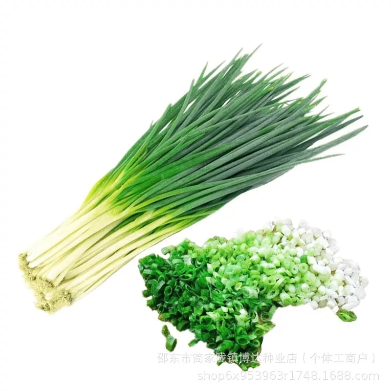 Four seasons chives seeds easy to plant shallot seeds balcony indoor potted onion seeds wholesale home vegetable seeds