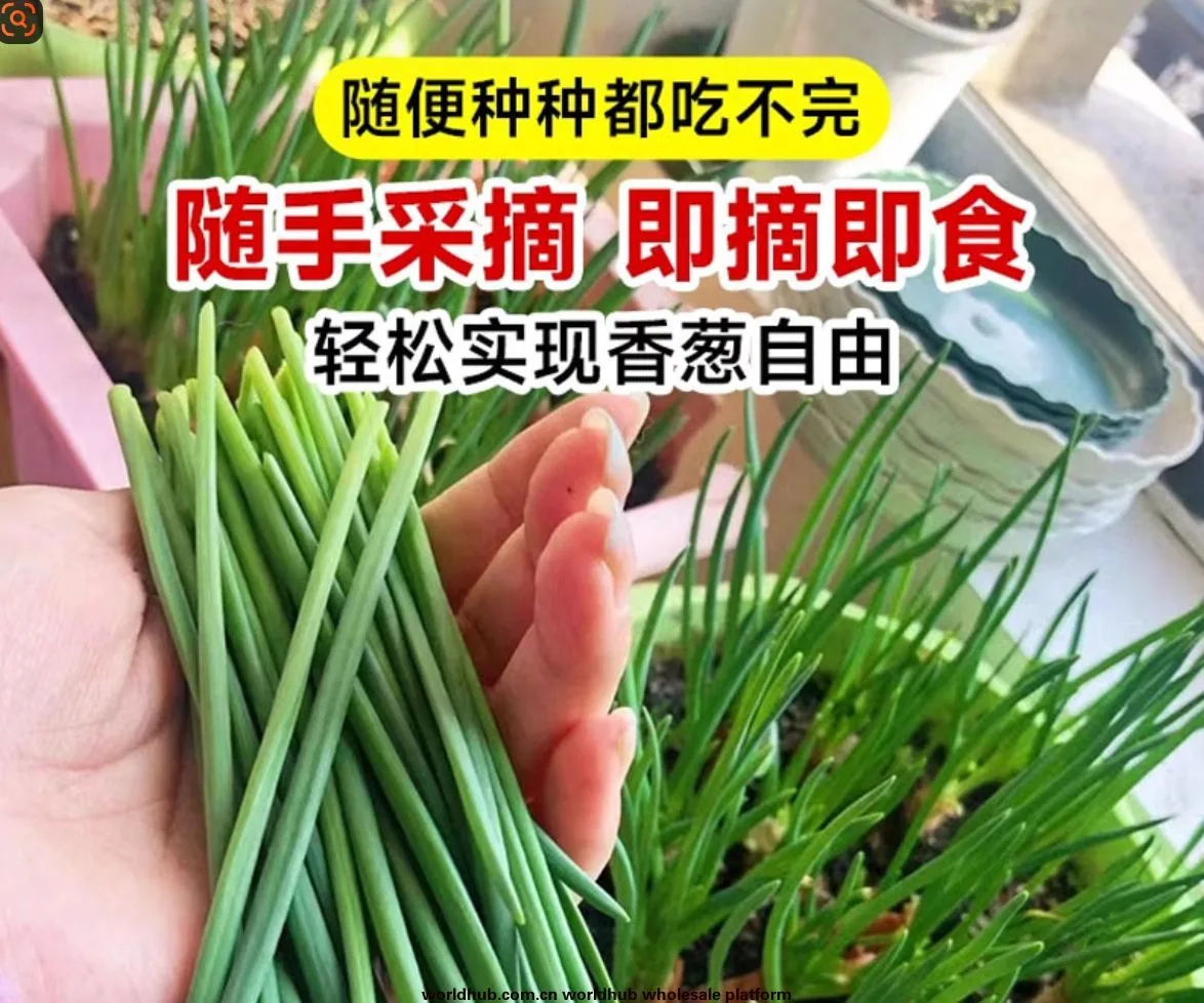 Four seasons chives seeds easy to plant shallot seeds balcony indoor potted onion seeds wholesale home vegetable seeds 8