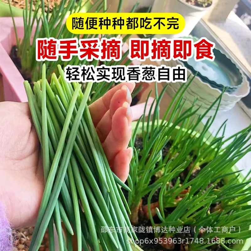 Four seasons chives seeds easy to plant shallot seeds balcony indoor potted onion seeds wholesale home vegetable seeds 4