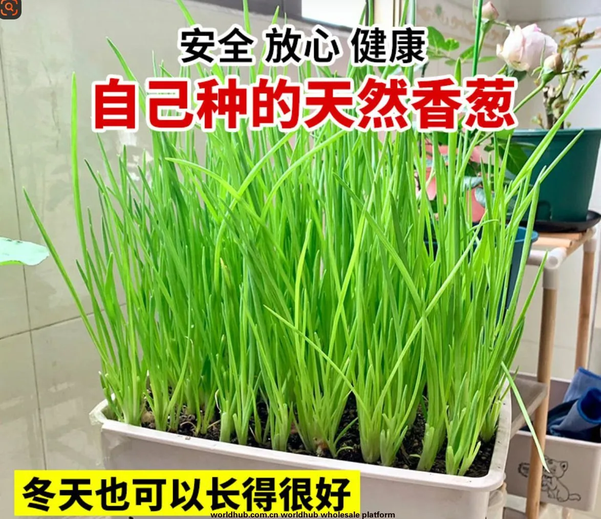Four seasons chives seeds easy to plant shallot seeds balcony indoor potted onion seeds wholesale home vegetable seeds 9