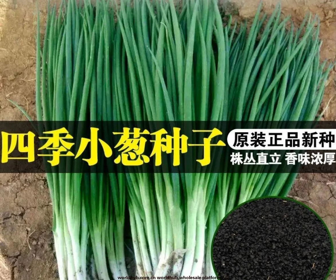 Four seasons chives seeds easy to plant shallot seeds balcony indoor potted onion seeds wholesale home vegetable seeds 7