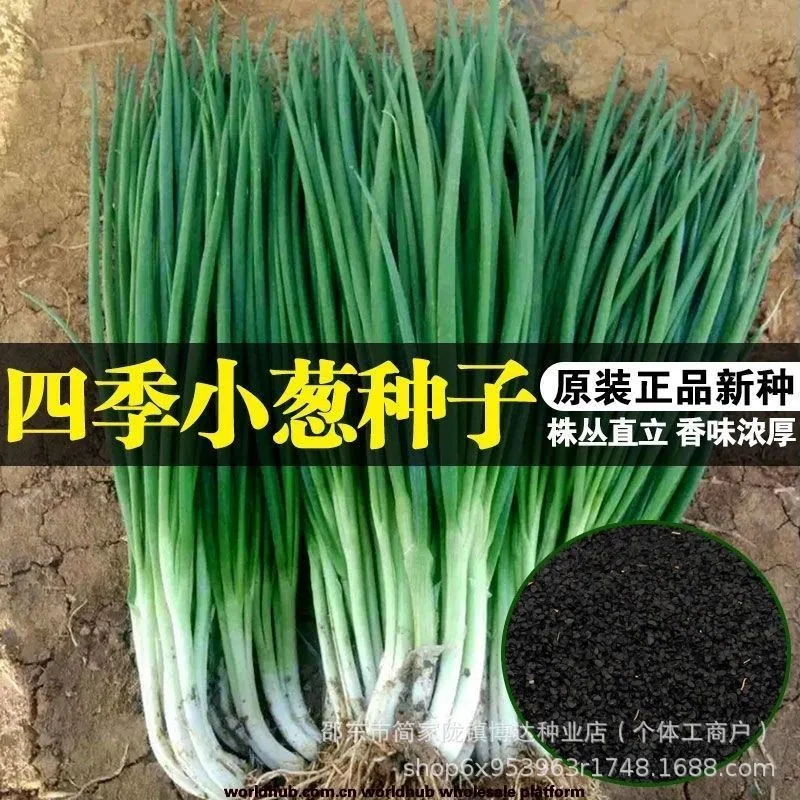 Four seasons chives seeds easy to plant shallot seeds balcony indoor potted onion seeds wholesale home vegetable seeds 2