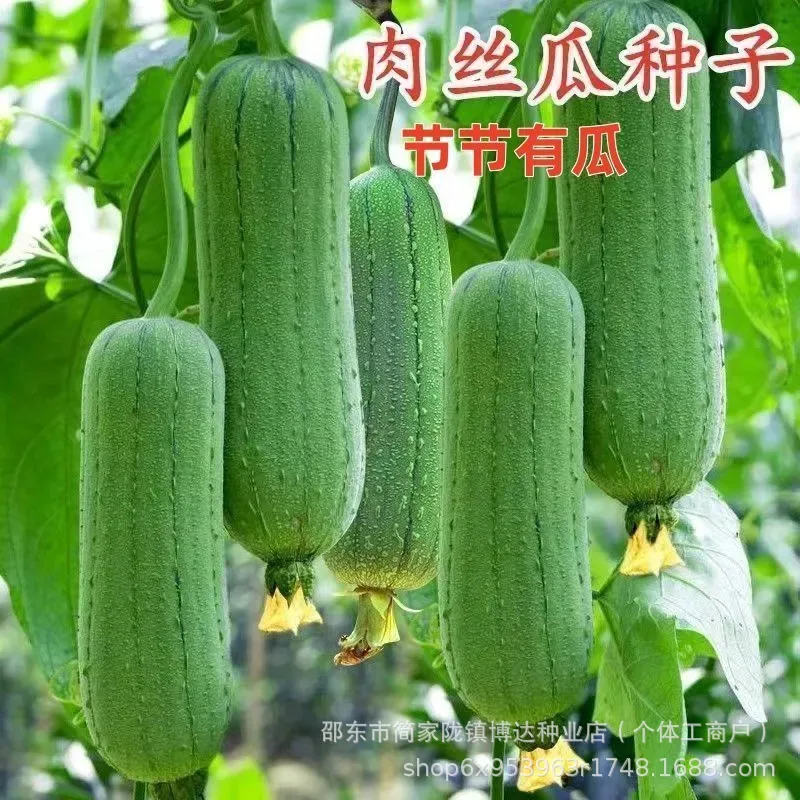 Meat loofah seeds are high-yielding seedlings, spring vegetables, spring melons, southern four seasons, rapeseed varieties 3