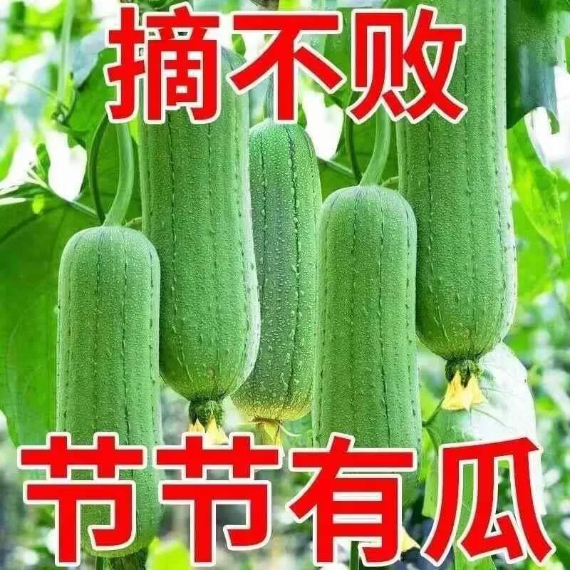 Meat loofah seeds are high-yielding seedlings, spring vegetables, spring melons, southern four seasons, rapeseed varieties 10