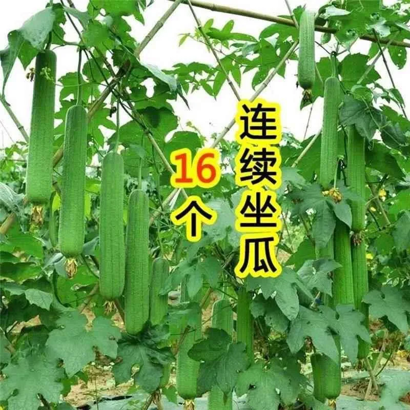 Meat loofah seeds are high-yielding seedlings, spring vegetables, spring melons, southern four seasons, rapeseed varieties 12
