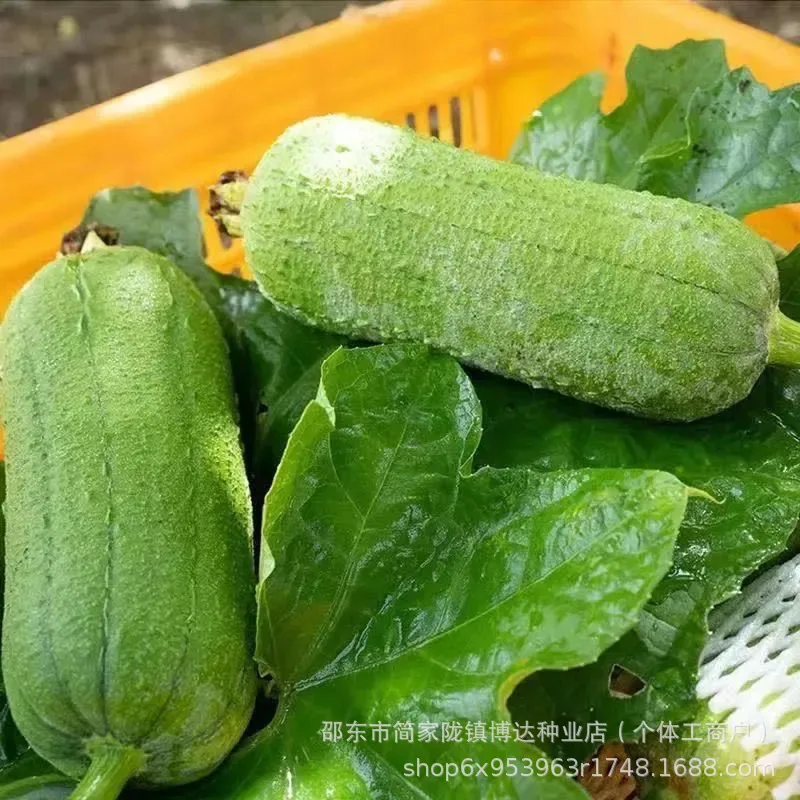 Meat loofah seeds are high-yielding seedlings, spring vegetables, spring melons, southern four seasons, rapeseed varieties 4