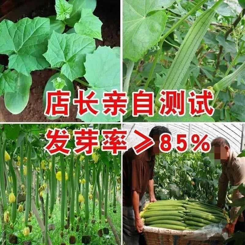 Meat loofah seeds are high-yielding seedlings, spring vegetables, spring melons, southern four seasons, rapeseed varieties 8