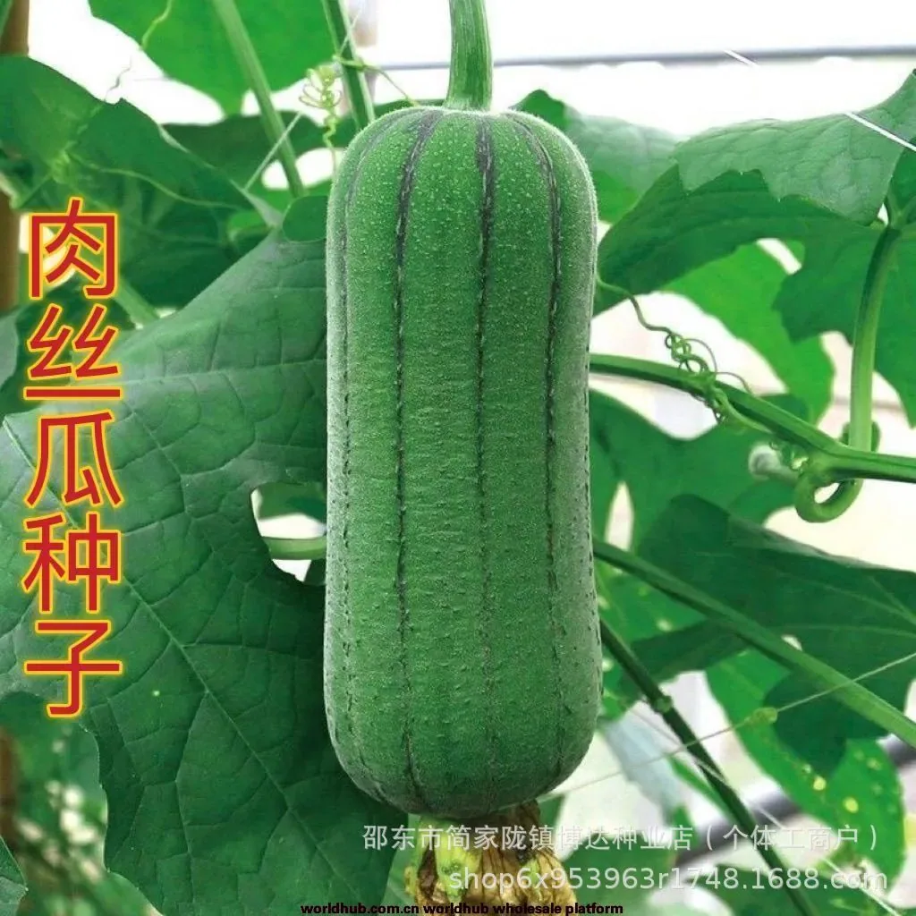 Meat loofah seeds are high-yielding seedlings, spring vegetables, spring melons, southern four seasons, rapeseed varieties