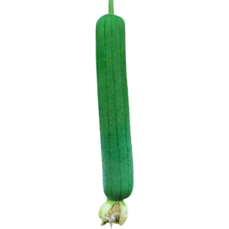Meat loofah seeds are high-yielding seedlings, spring vegetables, spring melons, southern four seasons, rapeseed varieties 5