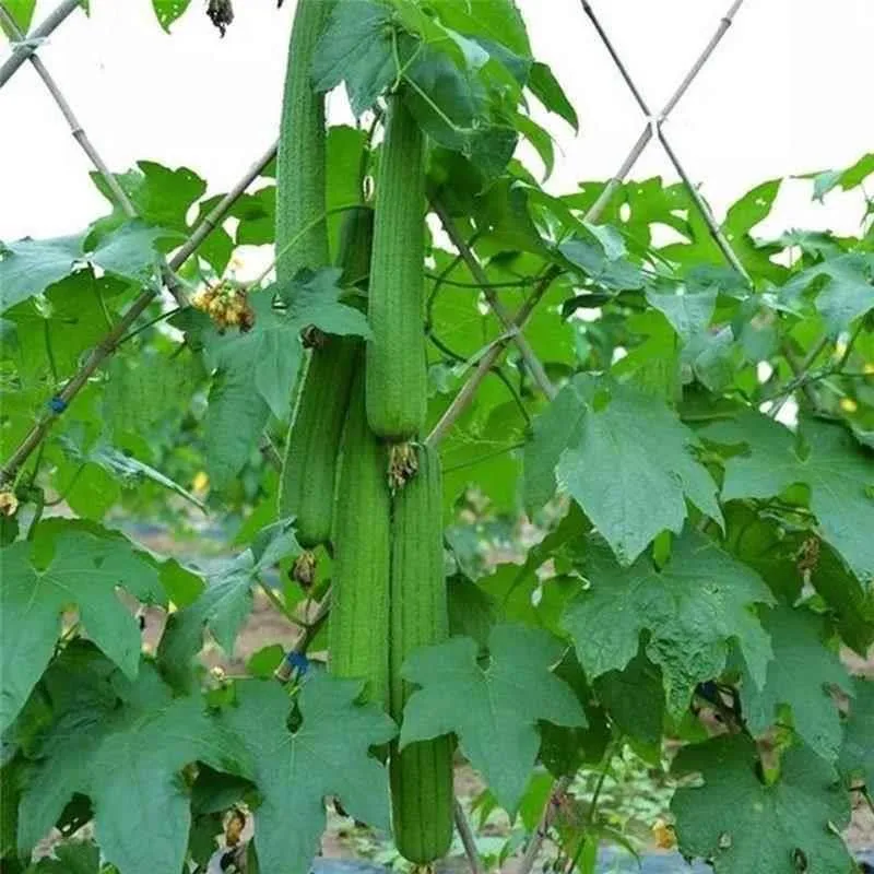 Meat loofah seeds are high-yielding seedlings, spring vegetables, spring melons, southern four seasons, rapeseed varieties 11