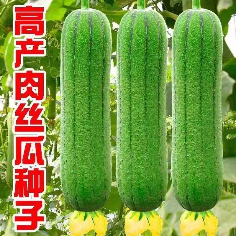Meat loofah seeds are high-yielding seedlings, spring vegetables, spring melons, southern four seasons, rapeseed varieties 2
