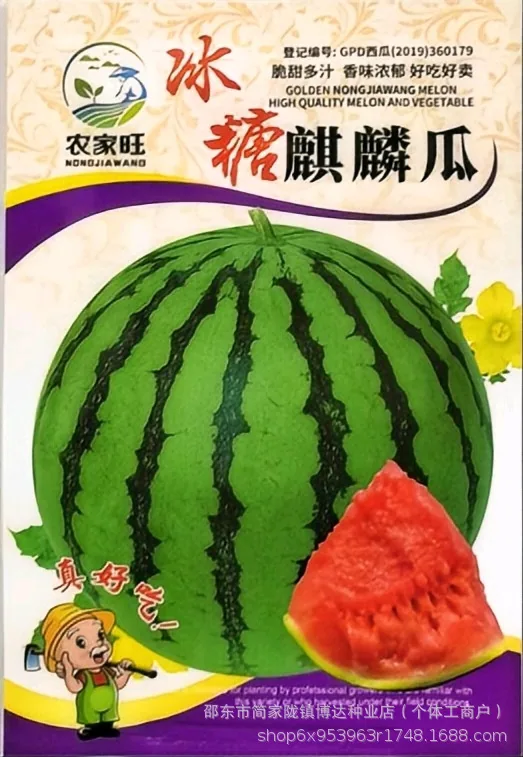 Xinong No. 8 watermelon seeds, extra-large, high-yielding, lazy giant watermelon seeds, spring and summer four seasons of sweet - Melon Seeds 13
