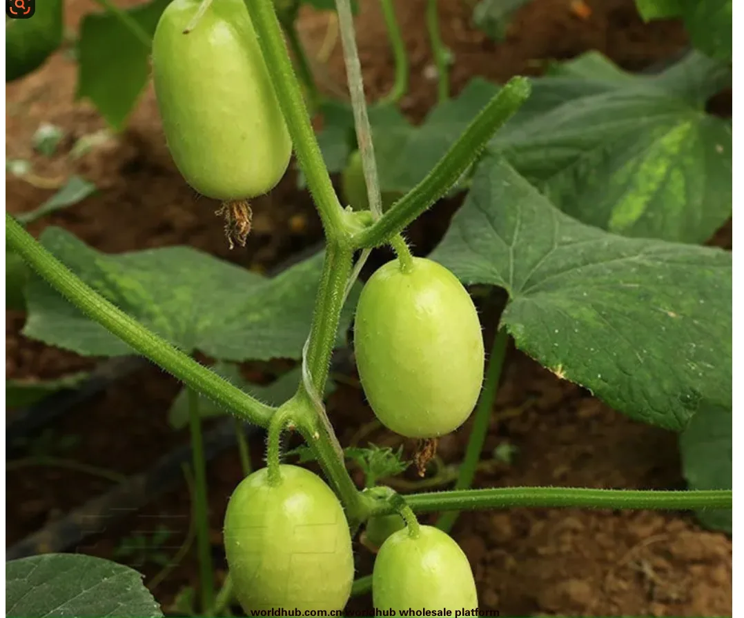 Jade girl fruit cucumber seeds mini cucumber seeds eat crisp and sweet raw without residue, spring and autumn planting balcony p 9