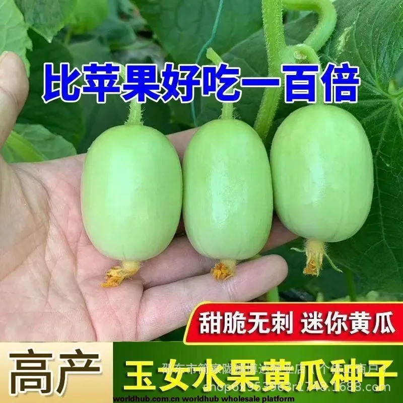 Jade girl fruit cucumber seeds mini cucumber seeds eat crisp and sweet raw without residue, spring and autumn planting balcony p 2