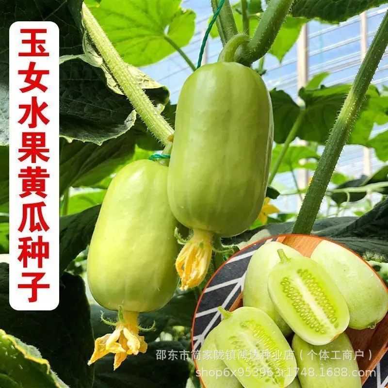 Jade girl fruit cucumber seeds mini cucumber seeds eat crisp and sweet raw without residue, spring and autumn planting balcony p 5