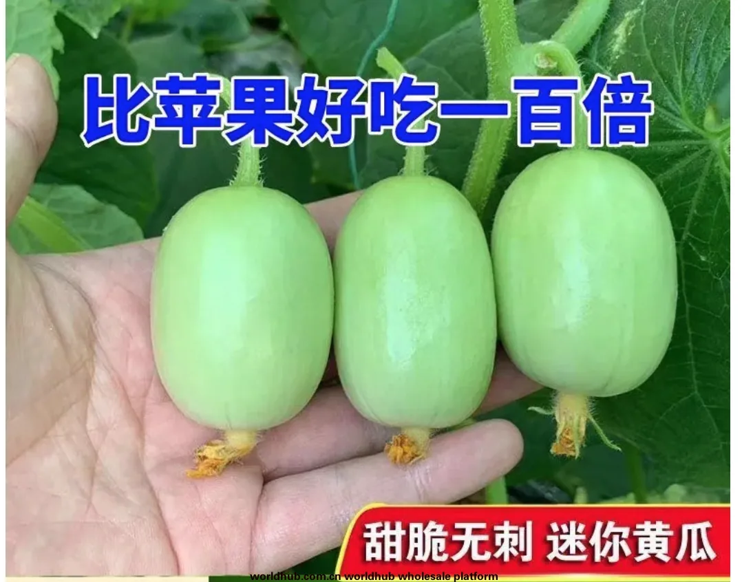 Jade girl fruit cucumber seeds mini cucumber seeds eat crisp and sweet raw without residue, spring and autumn planting balcony p 8