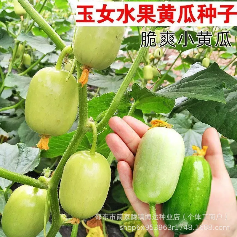 Jade girl fruit cucumber seeds mini cucumber seeds eat crisp and sweet raw without residue, spring and autumn planting balcony p 6