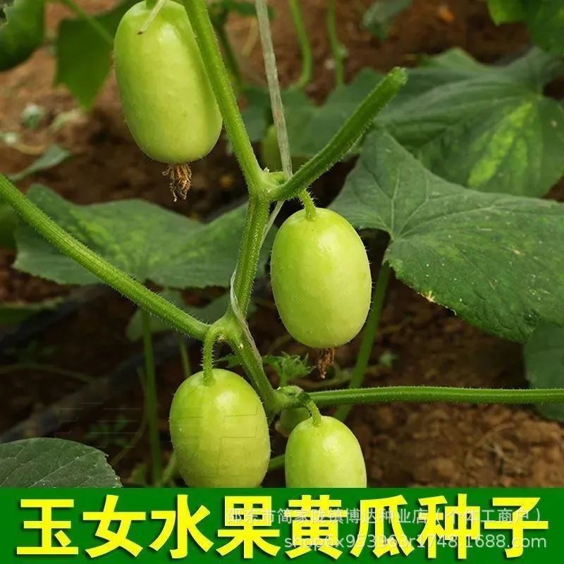 Jade girl fruit cucumber seeds mini cucumber seeds eat crisp and sweet raw without residue, spring and autumn planting balcony p 3