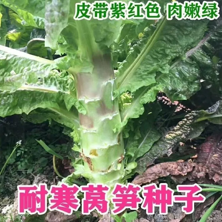 Red pointed leaf lettuce seeds high yield, red-skinned green flesh lettuce seeds, spring and winter farmhouse vegetable seeds 2