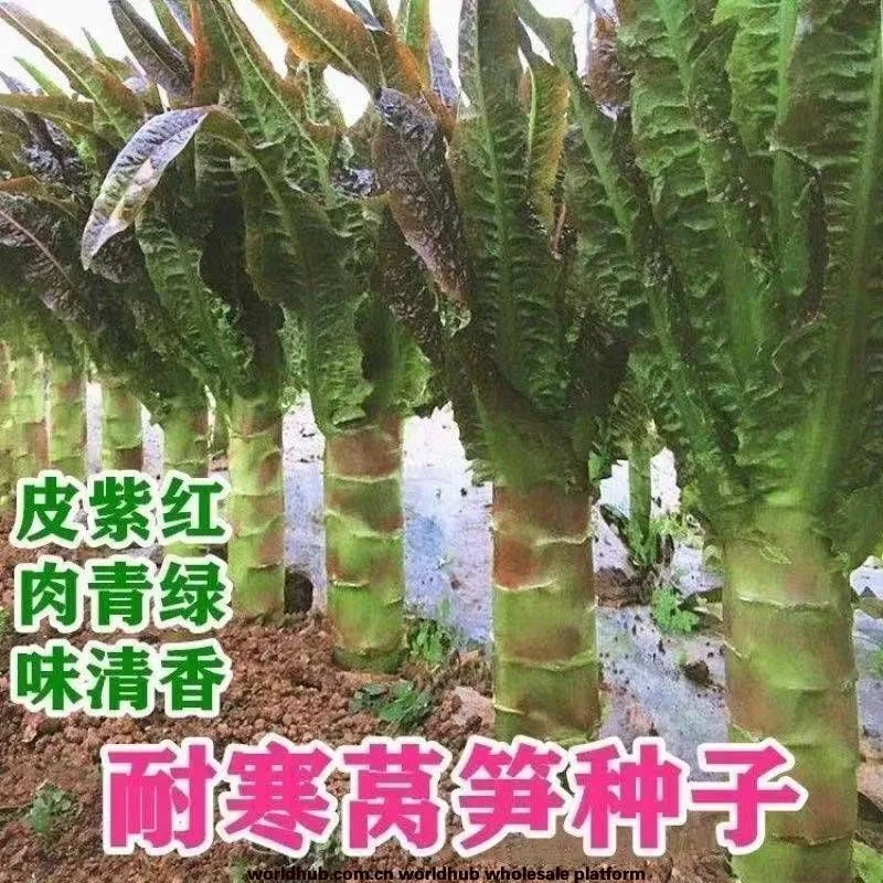 Red pointed leaf lettuce seeds high yield, red-skinned green flesh lettuce seeds, spring and winter farmhouse vegetable seeds