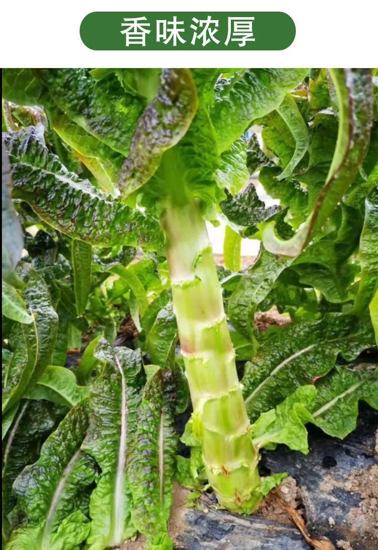 Red pointed leaf lettuce seeds high yield, red-skinned green flesh lettuce seeds, spring and winter farmhouse vegetable seeds 9