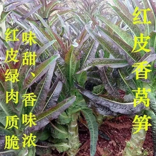 Red pointed leaf lettuce seeds high yield, red-skinned green flesh lettuce seeds, spring and winter farmhouse vegetable seeds 12