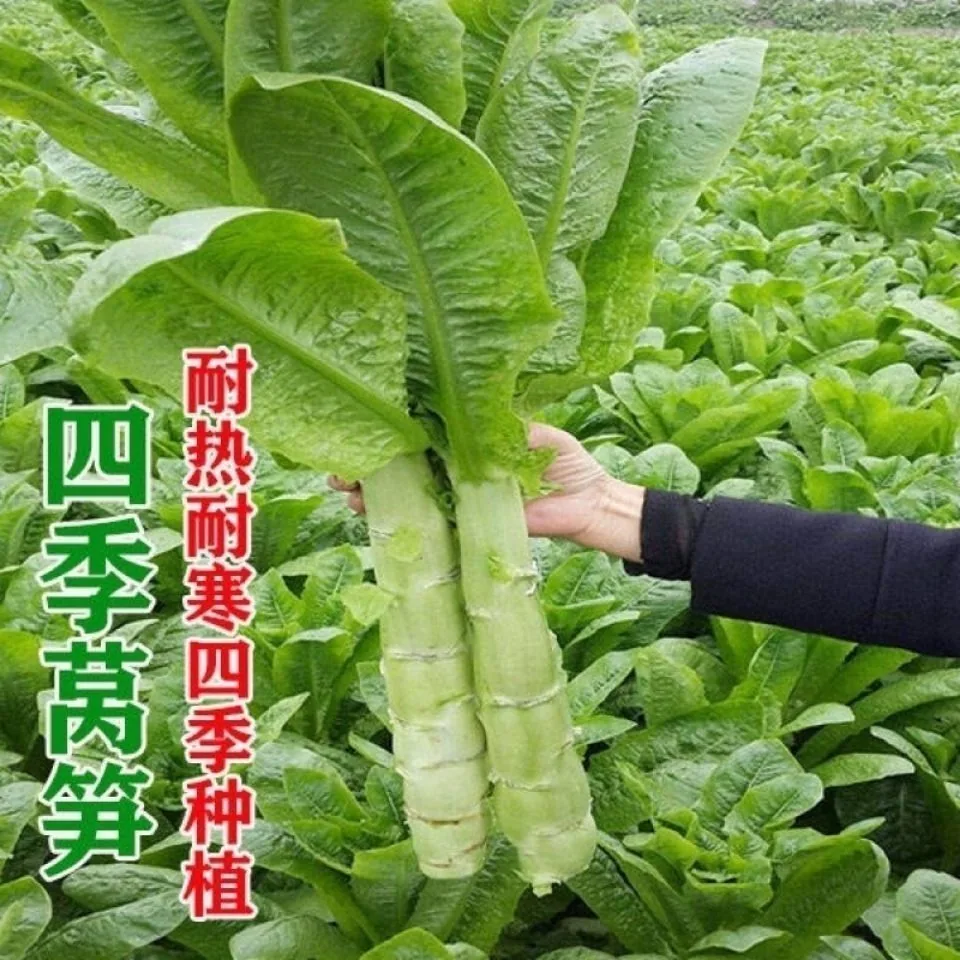 Red pointed leaf lettuce seeds high yield, red-skinned green flesh lettuce seeds, spring and winter farmhouse vegetable seeds 7