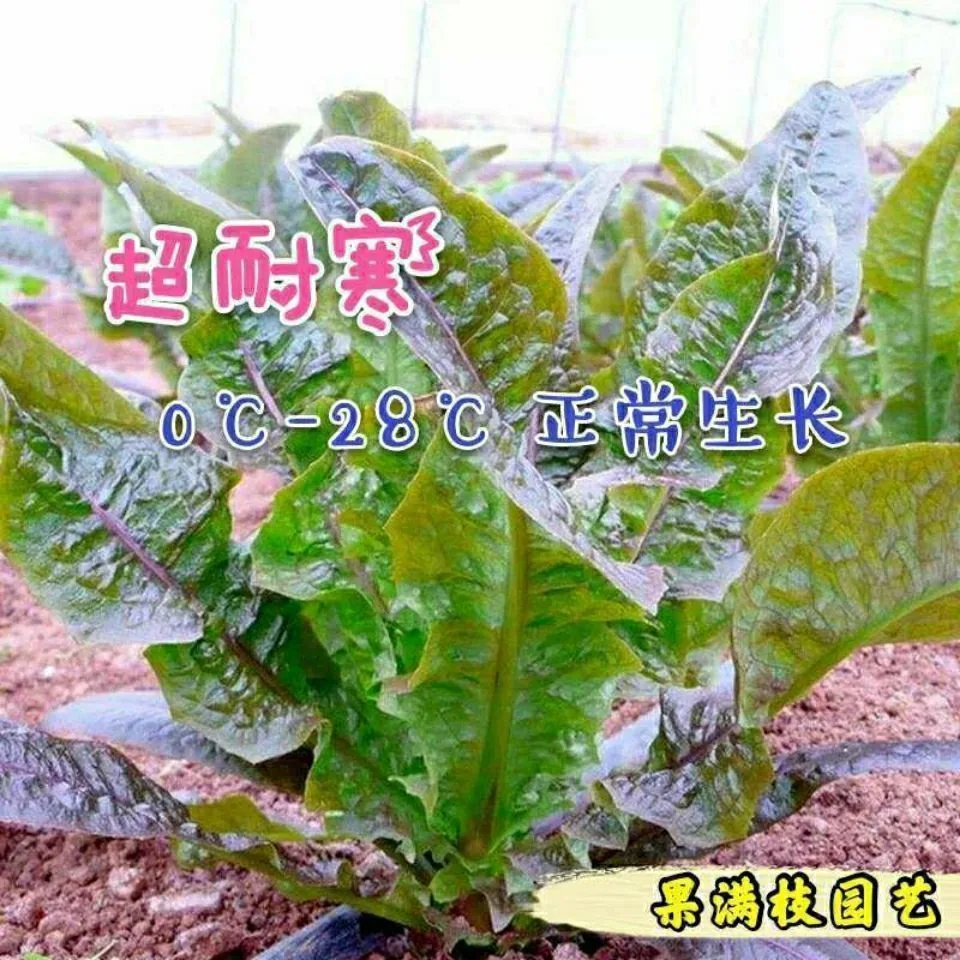 Red pointed leaf lettuce seeds high yield, red-skinned green flesh lettuce seeds, spring and winter farmhouse vegetable seeds 15