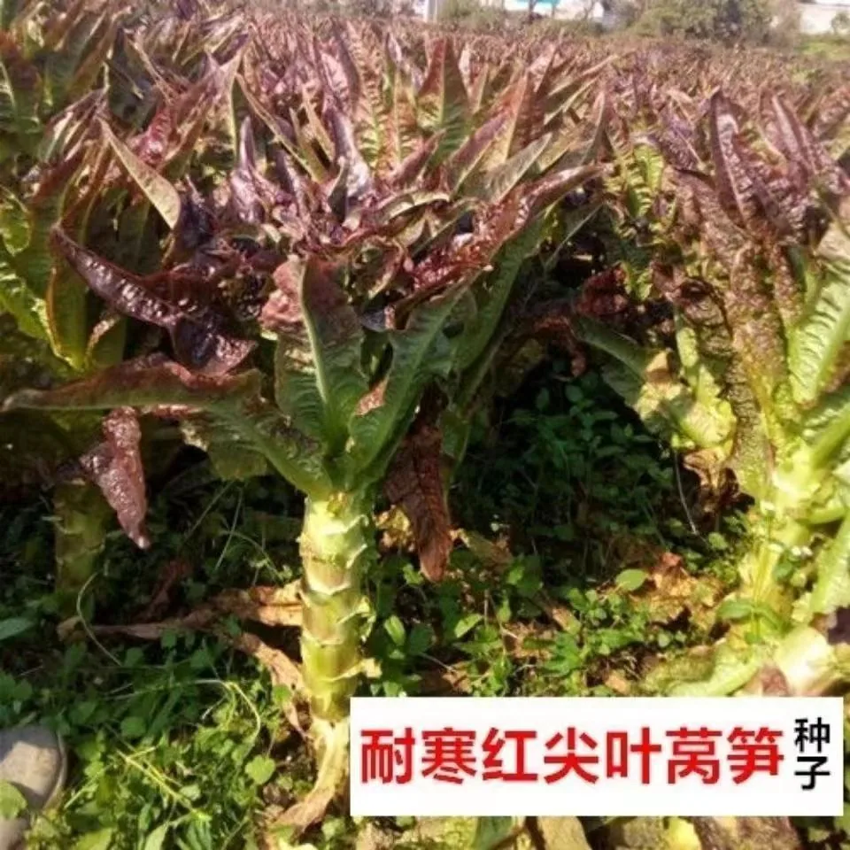 Red pointed leaf lettuce seeds high yield, red-skinned green flesh lettuce seeds, spring and winter farmhouse vegetable seeds 3