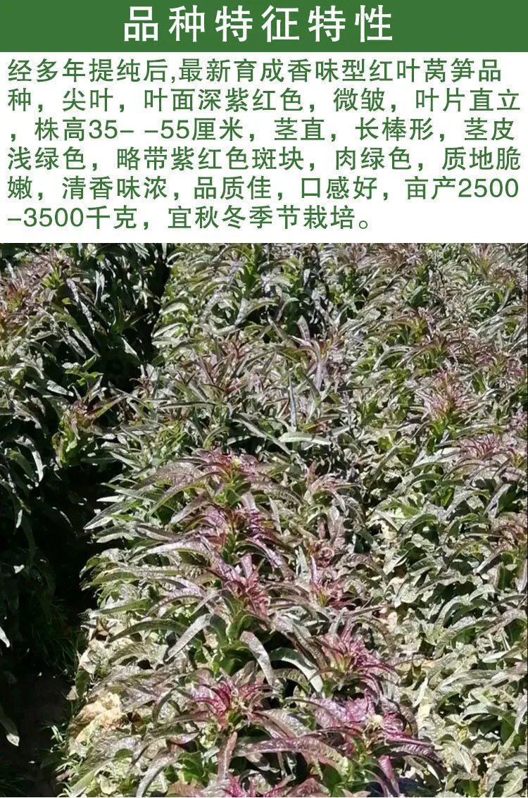 Red pointed leaf lettuce seeds high yield, red-skinned green flesh lettuce seeds, spring and winter farmhouse vegetable seeds 16
