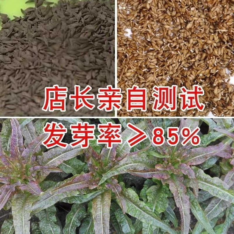 Red pointed leaf lettuce seeds high yield, red-skinned green flesh lettuce seeds, spring and winter farmhouse vegetable seeds 11
