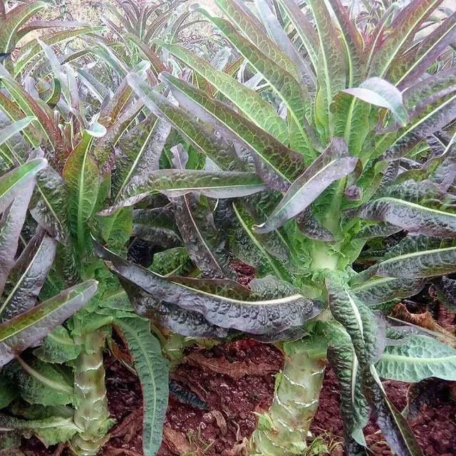 Red pointed leaf lettuce seeds high yield, red-skinned green flesh lettuce seeds, spring and winter farmhouse vegetable seeds 8