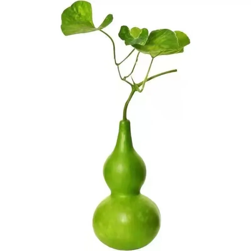Hand-twisted small gourd seeds mini gourd seed balcony viewing cultural play golden gourd four seasons sowing super small gourd 5