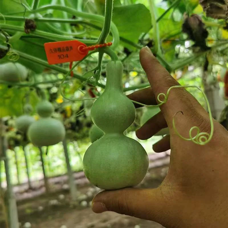 Hand-twisted small gourd seeds mini gourd seed balcony viewing cultural play golden gourd four seasons sowing super small gou