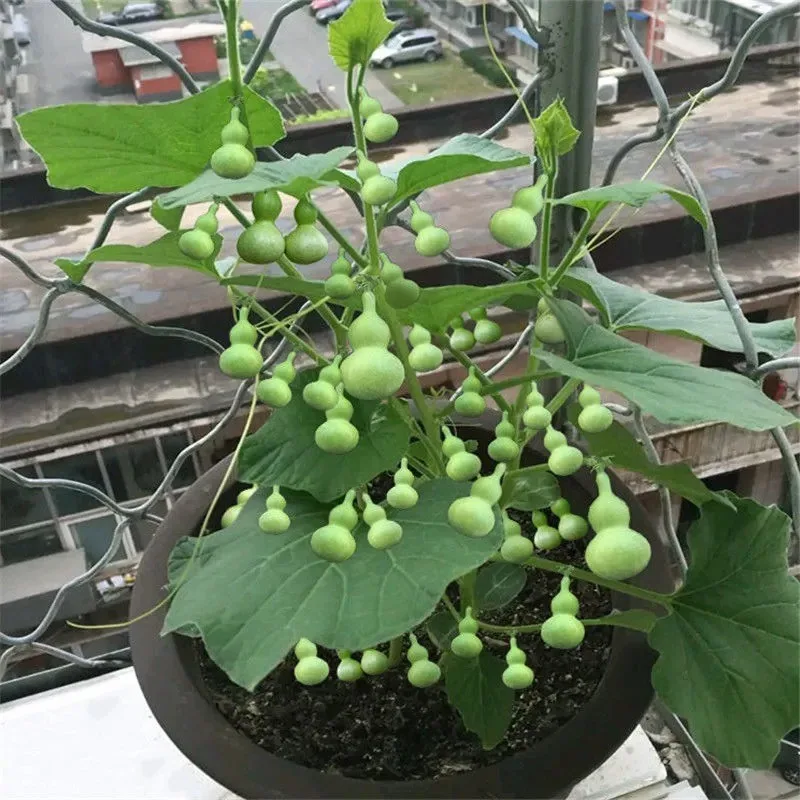 Hand-twisted small gourd seeds mini gourd seed balcony viewing cultural play golden gourd four seasons sowing super small gourd 4