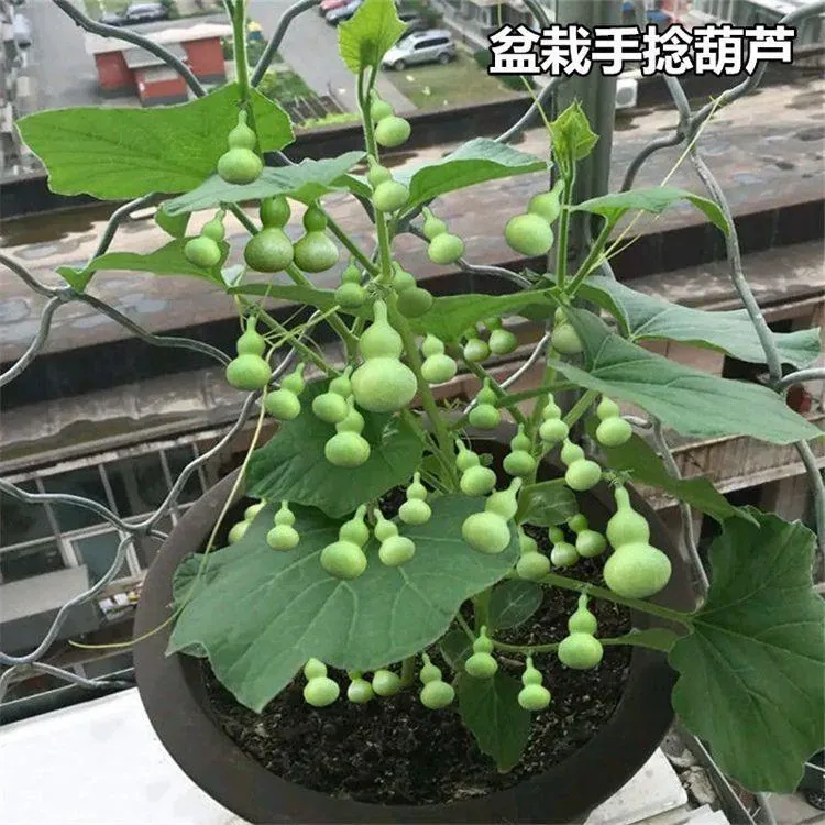 Hand-twisted small gourd seeds mini gourd seed balcony viewing cultural play golden gourd four seasons sowing super small gourd 9