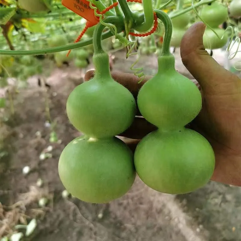 Hand-twisted small gourd seeds mini gourd seed balcony viewing cultural play golden gourd four seasons sowing super small gourd 11
