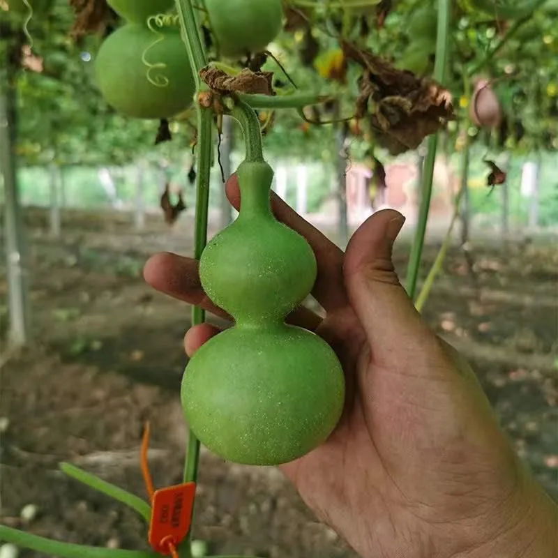 Hand-twisted small gourd seeds mini gourd seed balcony viewing cultural play golden gourd four seasons sowing super small gourd 12
