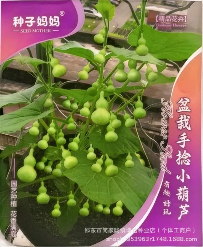 Hand-twisted small gourd seeds mini gourd seed balcony viewing cultural play golden gourd four seasons sowing super small gourd 6
