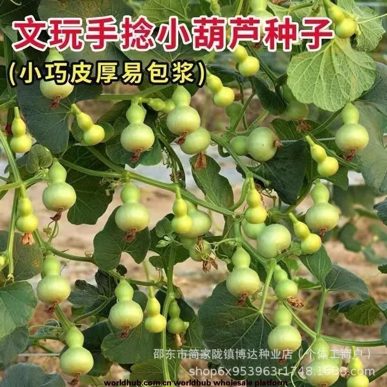 Hand-twisted small gourd seeds mini gourd seed balcony viewing cultural play golden gourd four seasons sowing super small gourd 3