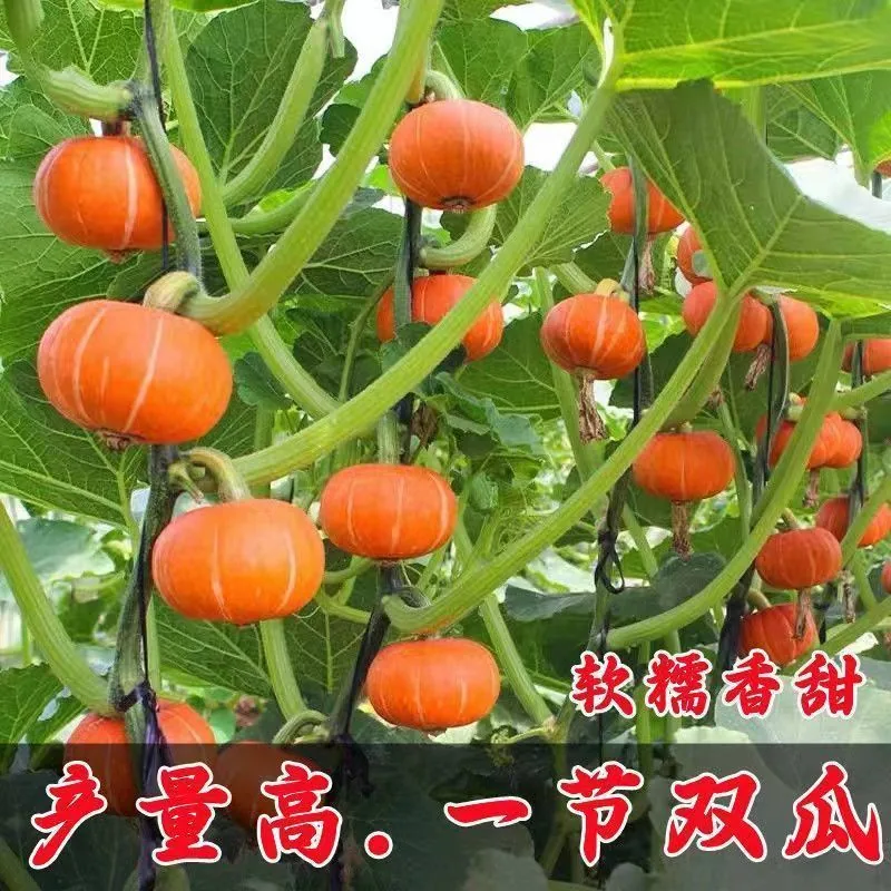 Beibei pumpkin seeds chestnut pumpkin flavor mini small pumpkin seeds sweet noodles soft and glutinous high yield balcony patio 5