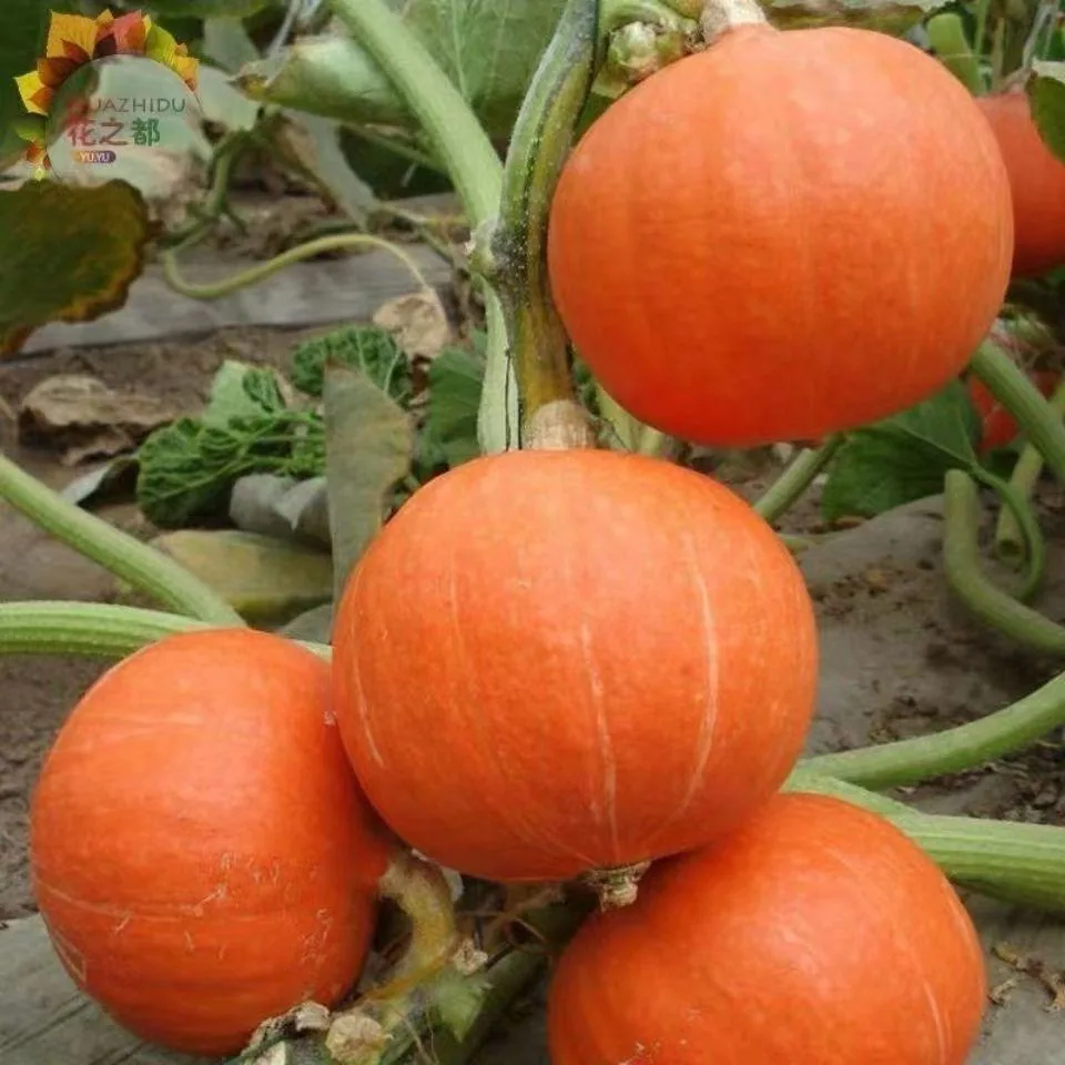 Beibei pumpkin seeds chestnut pumpkin flavor mini small pumpkin seeds sweet noodles soft and glutinous high yield balcony patio 15