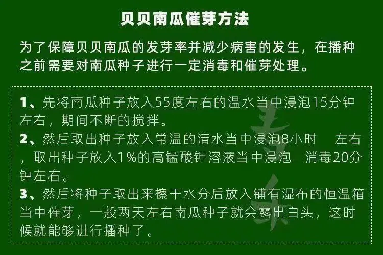 Beibei pumpkin seeds chestnut pumpkin flavor mini small pumpkin seeds sweet noodles soft and glutinous high yield balcony patio 8