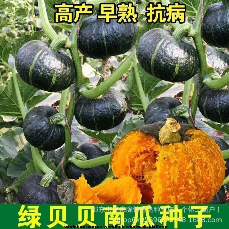 Beibei pumpkin seeds chestnut pumpkin flavor mini small pumpkin seeds sweet noodles soft and glutinous high yield balcony patio 6